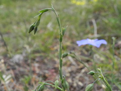 Linum perenne