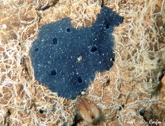 Chelonaplysilla noevus