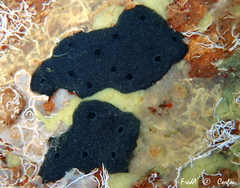 Chelonaplysilla noevus