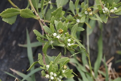 Osteospermum moniliferum