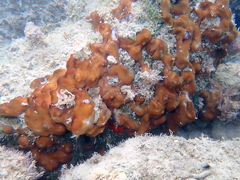 Chondrilla nucula