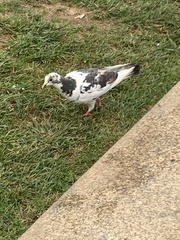 Columba livia domestica