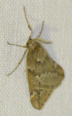 Alsophila aescularia