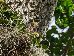Epidendrum conopseum