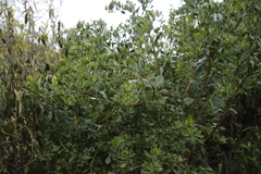 Osteospermum moniliferum