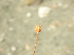 Mantisalca spinulosa