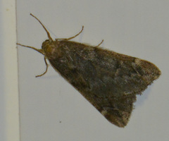 Alsophila aescularia