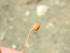 Mantisalca spinulosa