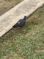 Columba livia domestica
