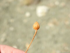 Mantisalca spinulosa