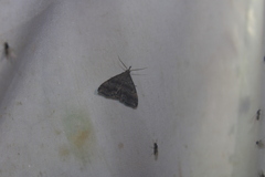 Phalaenostola larentioides