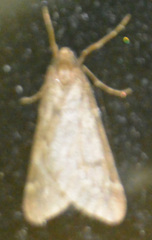 Alsophila aescularia