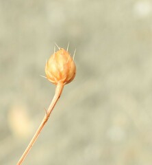 Mantisalca spinulosa
