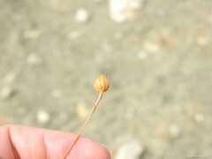 Mantisalca spinulosa