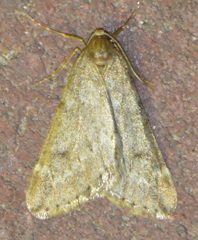Alsophila aescularia