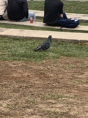 Columba livia domestica