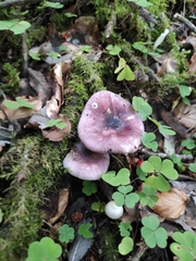 Russula cavipes