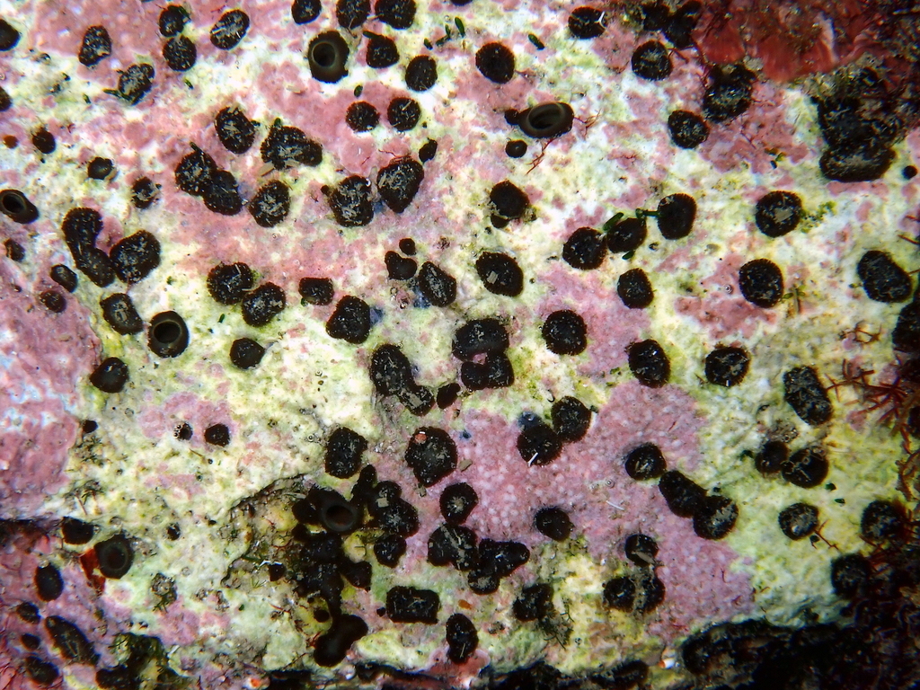 Green Boring Sponge, photo 1 of 10