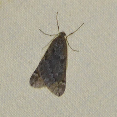 Alsophila aescularia