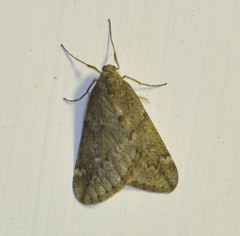 Alsophila aescularia