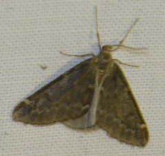 Alsophila aescularia