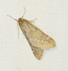 Alsophila aescularia