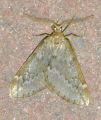 Alsophila aescularia