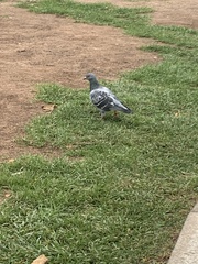 Columba livia domestica