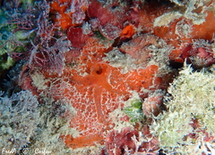 Mycale sanguinea