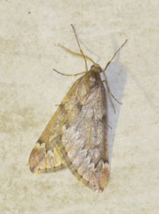 Alsophila aescularia
