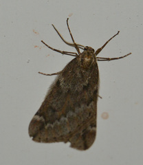 Alsophila aescularia