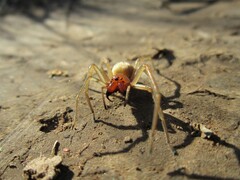 Cheiracanthium punctorium