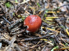 Gliophorus psittacinus