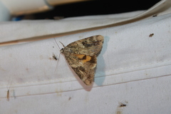 Catocala micronympha