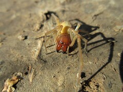 Cheiracanthium punctorium