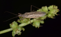 Nabis punctatus