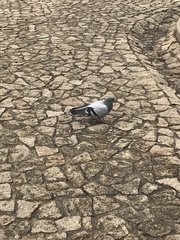 Columba livia domestica