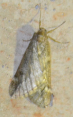 Alsophila aescularia