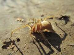 Cheiracanthium punctorium