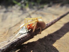 Cheiracanthium punctorium