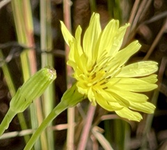 Pyrrhopappus carolinianus