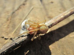 Cheiracanthium punctorium