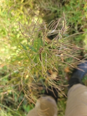 Epilobium coloratum