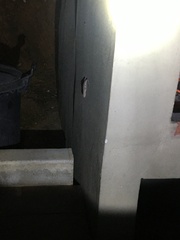 Chondrodactylus bibronii