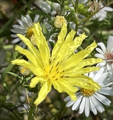 Pyrrhopappus carolinianus