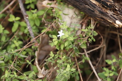 Chaenostoma hispidum