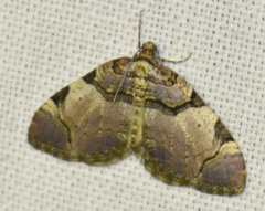 Anticlea derivata