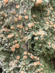 Icmadophila ericetorum