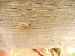 Pardosa