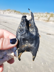 Rostroraja eglanteria